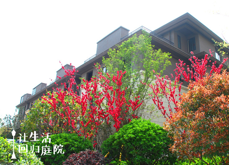 前后张望南阳50年：这样的庭院，，，，，，，很难再有了！